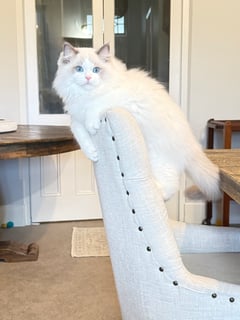 Available Soon Ragdoll Show neuter/pet Available Soon Ragdoll Show neuter/pet