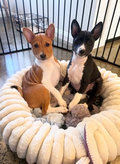 Basenji Puppies Australia Available Now Basenji Puppy Available