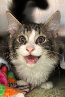 For Adoption Nikolai - Looking for Love