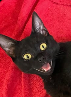 For Adoption Griselda - Looking for Love