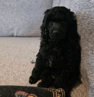 Available Now Ankc Registered Toy Poodle male puppy 