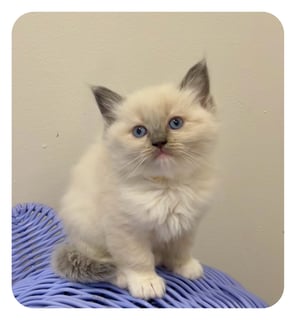 Buttercup Available Now Ragdoll kitten female