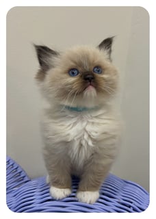 Miss Penelope Available Now Ragdoll kitten female