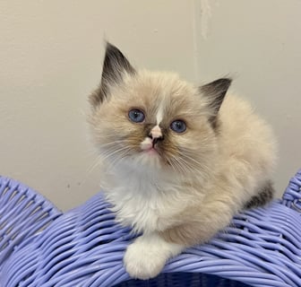 Available Now Ragdoll kitten female Available Now Ragdoll kitten female