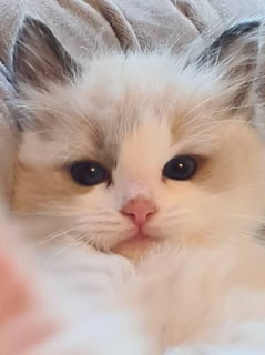Available Soon Purebred Ragdoll kittens with Pedigree