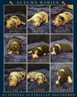 Autumn babies - Acappelia Australian Shepherds Available Soon Acappelia Australian Shepherd Puppies