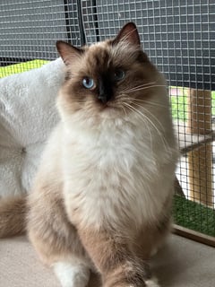Available Now Seal Mitted Ragdoll Retiree 