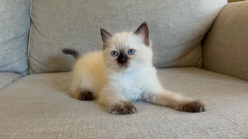 Available Soon Retiree and Kitten Available Soon Retiree and Kitten