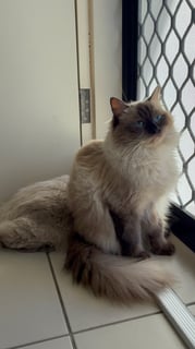 Available Now Female Pedigree  Ragdoll 