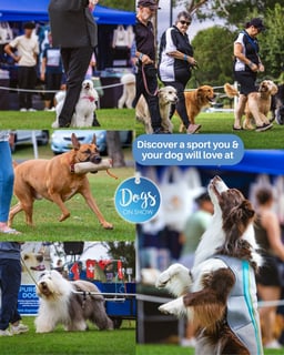 Event Dogs on Show – Saturday 13 June 2026
