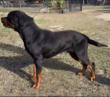 Available Soon Pedigree Male Stud Rottweiler