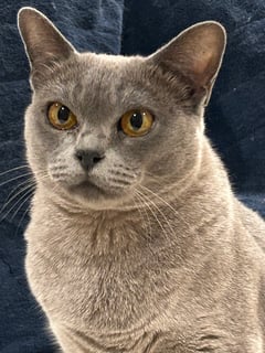 Available Now Retired Burmese females