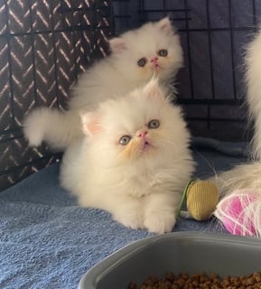 Available Soon Persian Kittens