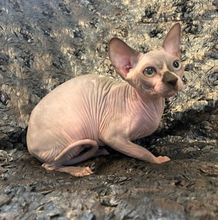 Available Now Aila - Sphynx Girl Available Now Aila - Sphynx Girl