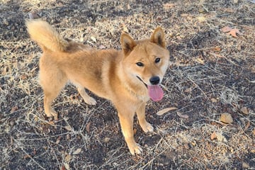 Available Now Purebred Pedigree Shiba Inu male, 2.5 YO Available Now Purebred Pedigree Shiba Inu male, 2.5 YO