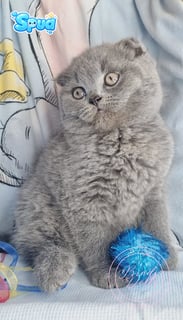 Available Now Purebred Pedigree Scottish fold/ Scottish Shorthair kittens 
