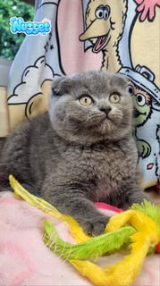 Available Now Purebred Pedigree Scottish fold/ Scottish Shorthair kittens 