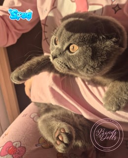 Available Now Purebred Pedigree Scottish fold kittens 