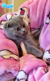 Available Now Purebred Pedigree Scottish fold/ Scottish Shorthair kittens 