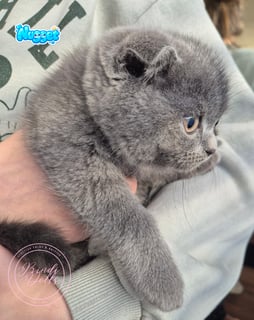 Available Now Purebred Pedigree Scottish fold/ Scottish Shorthair kittens Available Now Purebred Pedigree Scottish fold/ Scottish Shorthair kittens
