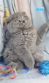 Available Now Purebred Pedigree Scottish fold/ Scottish Shorthair kittens 