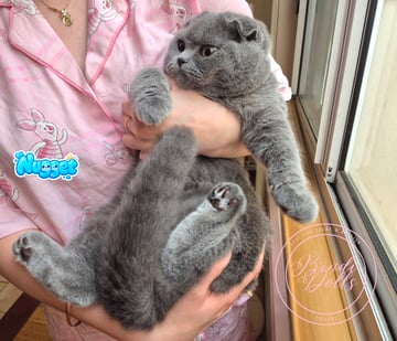Available Now Purebred Pedigree Scottish fold kittens Available Now Purebred Pedigree Scottish fold kittens
