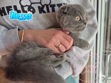 Available Now Purebred Pedigree Scottish fold kittens Available Now Purebred Pedigree Scottish fold kittens