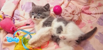 Available Now Purebred Pedigree Scottish fold/ Scottish Shorthair kittens Available Now Purebred Pedigree Scottish fold/ Scottish Shorthair kittens