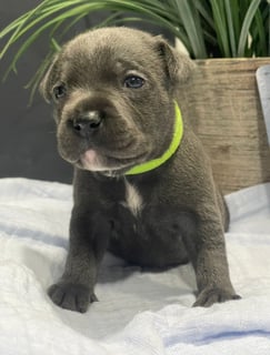 Available Soon Purebred Blue ANKC Papered English Staffordshire Puppies Available Soon Purebred Blue ANKC Papered English Staffordshire Puppies