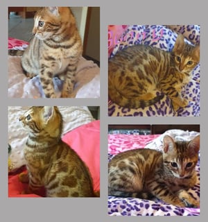 BUNNY Available Now BENGAL KITTEN ONLY 1 LEFT ** STUNNING ROSETTES *** and glitter