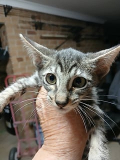 Available Now Oriental kittens 