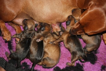 Available Now Dacshund Standard Smooth Available Now Dacshund Standard Smooth