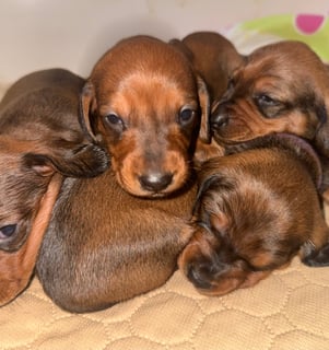 Available Now Dacshund Standard Smooth Available Now Dacshund Standard Smooth