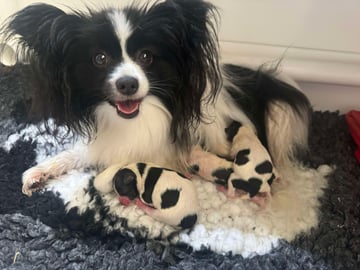 Available Soon Papillon Litter Due End of June 2026