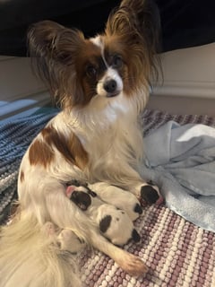 Available Soon Puppies Born 22/06/2026