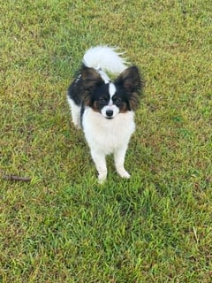 Available Now Jules - 6 month old male Papillon