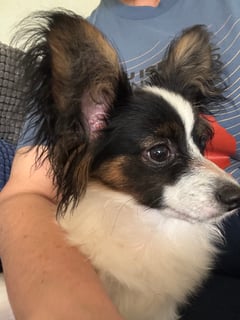 Available Now Jules - 6 month old male Papillon