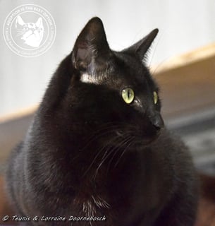 For Adoption Pickle For Adoption Pickle