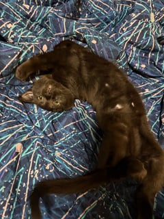 For Adoption Tiny Timmy Moo - Heart of Gold For Adoption Tiny Timmy Moo - Heart of Gold