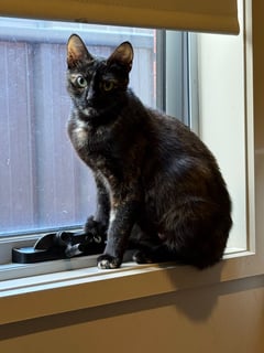For Adoption Madame Marissa Moo - Very Child Tolerant For Adoption Madame Marissa Moo - Very Child Tolerant