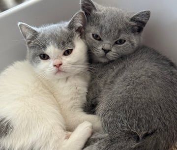 Available Now Solid Blue BritishShorthair Kittens