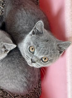 Available Now Solid Blue BritishShorthair Kittens Available Now Solid Blue BritishShorthair Kittens