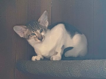 Male Available Now Siamese & Oriental Shorthair Kittens Available
