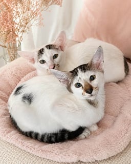 Available Now Oriental Shorthair Kittens Available 