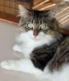 For Adoption Morticia Torrens - Beautiful Eyes! For Adoption Morticia Torrens - Beautiful Eyes!