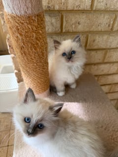 Birman Blue Point Kittens Available Soon Birman Kittens