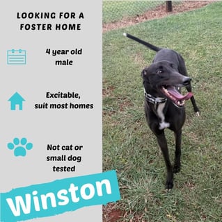 Foster Carers Needed Winston Foster Carers Needed Winston