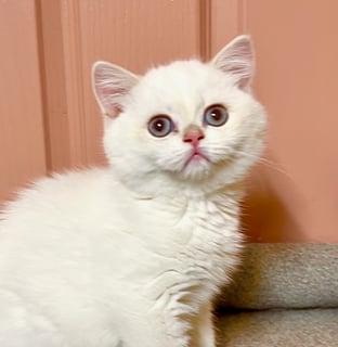 Cloud Nine Available Now British Shorthair female kitten