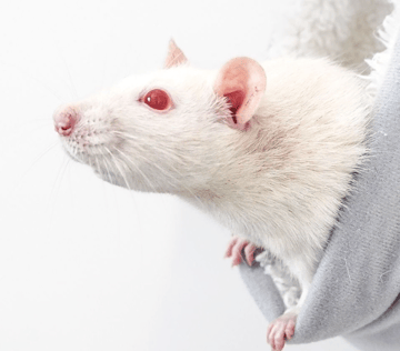For Adoption Fun-loving rats seeking homes For Adoption Fun-loving rats seeking homes