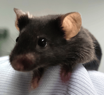 For Adoption Beautiful Mouse Groups For Adoption Beautiful Mouse Groups